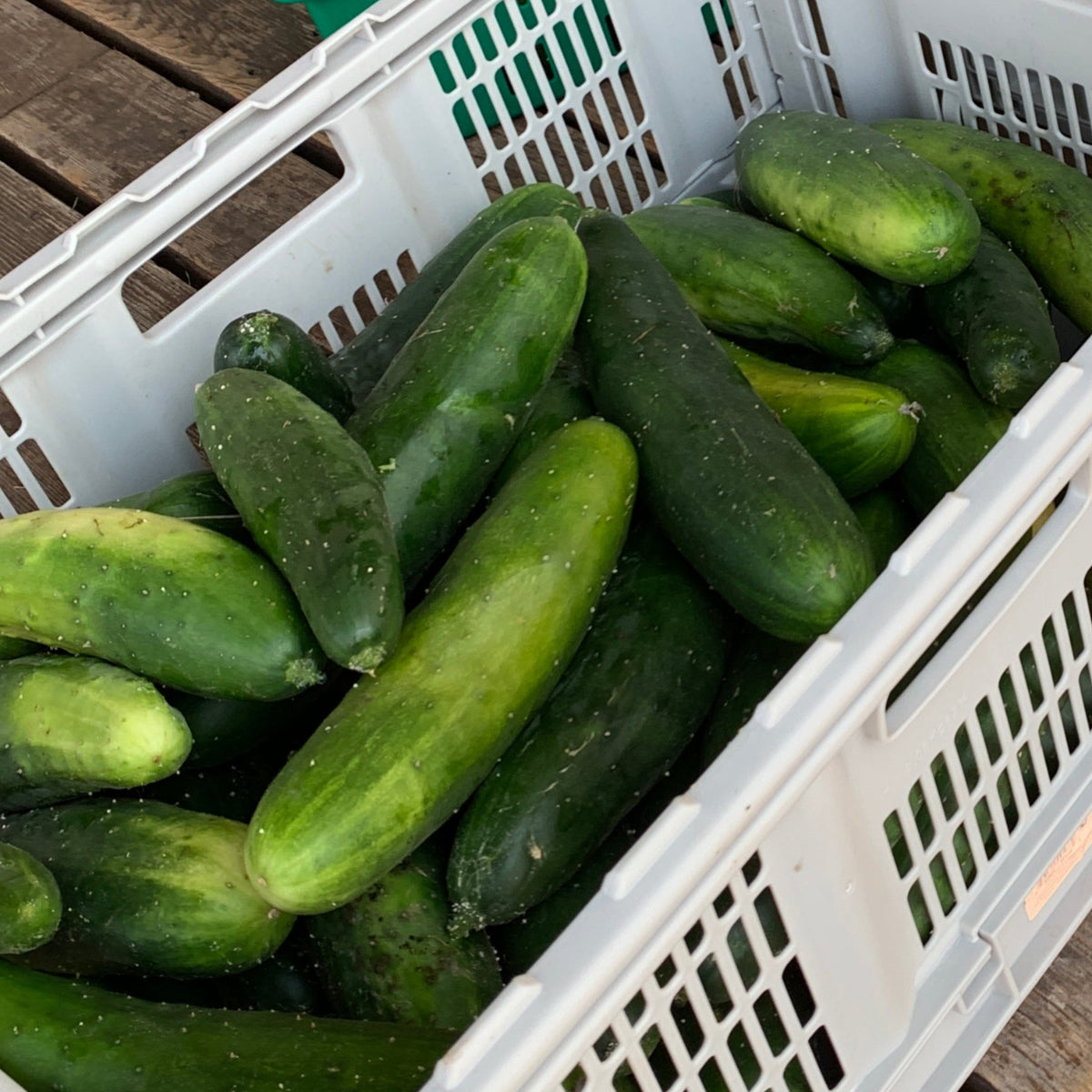 Marketmore 76 Cucumber Garden Start