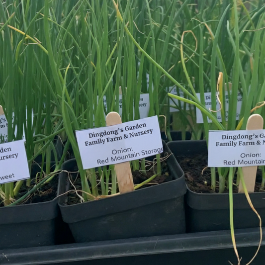 Red Mountain Storage Onion Garden Start