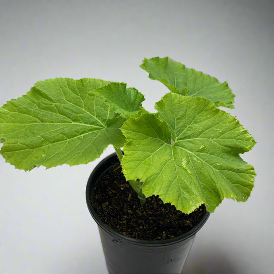 Howden Pumpkin Garden Start