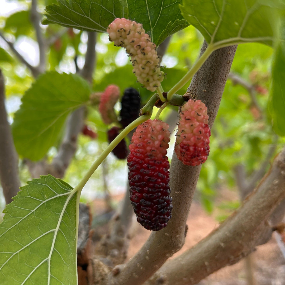 Black Prince Mulberry Small Tree