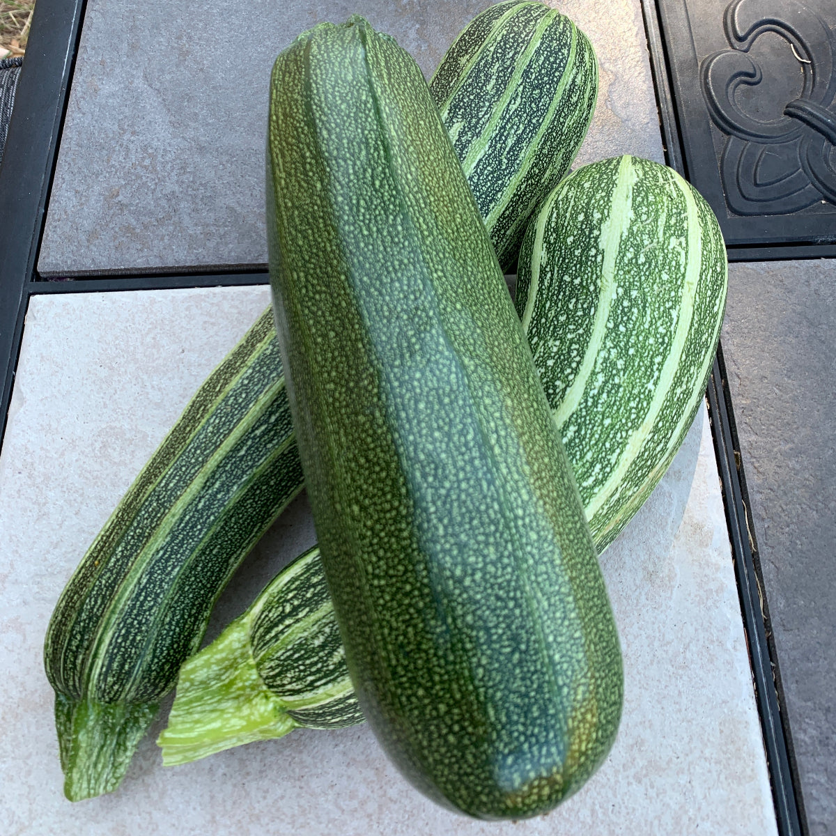 Fordhook Zucchini Summer Squash Garden Start