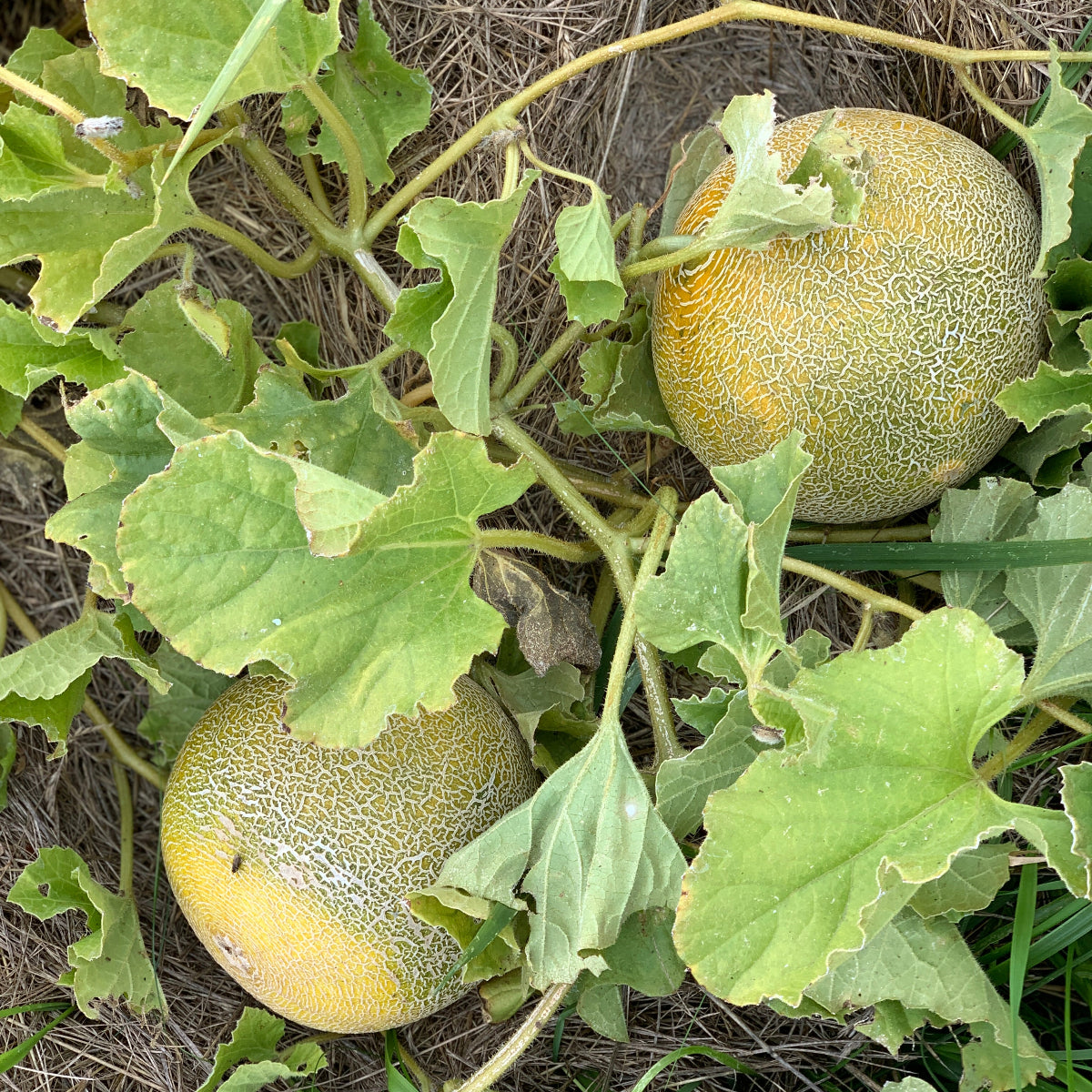 Arava Melon Garden Start