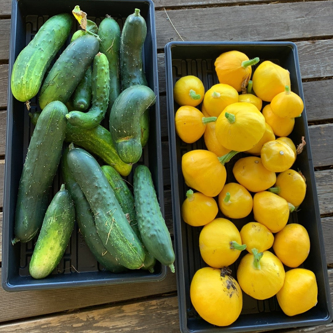 Sunburst Patty Pan Summer Squash Garden Start