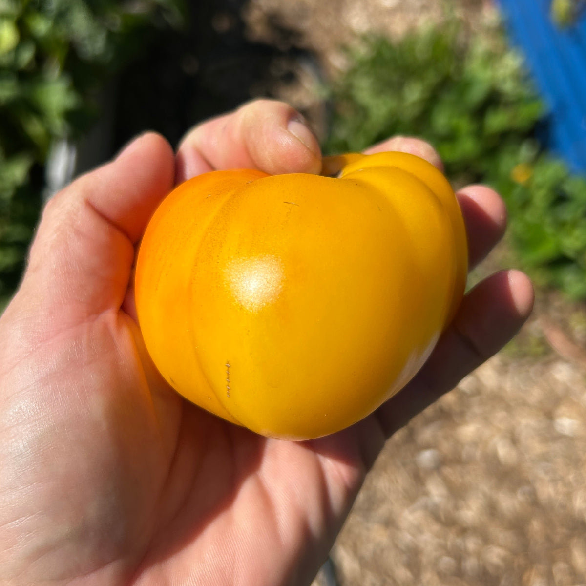 Azoychka Tomato Garden Start