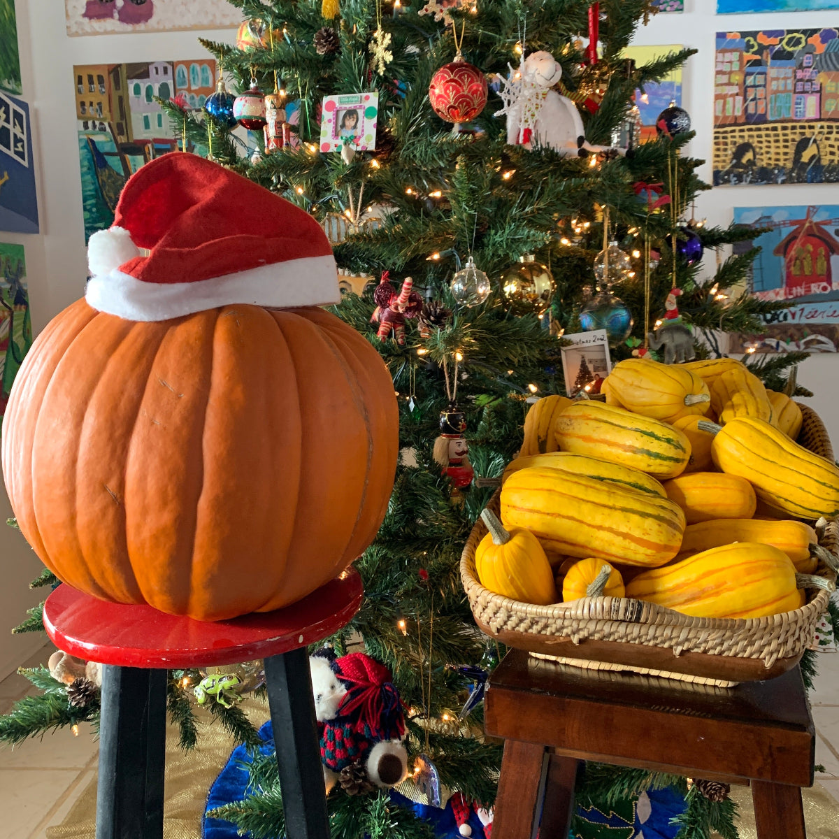Delicata Winter Squash Garden Start