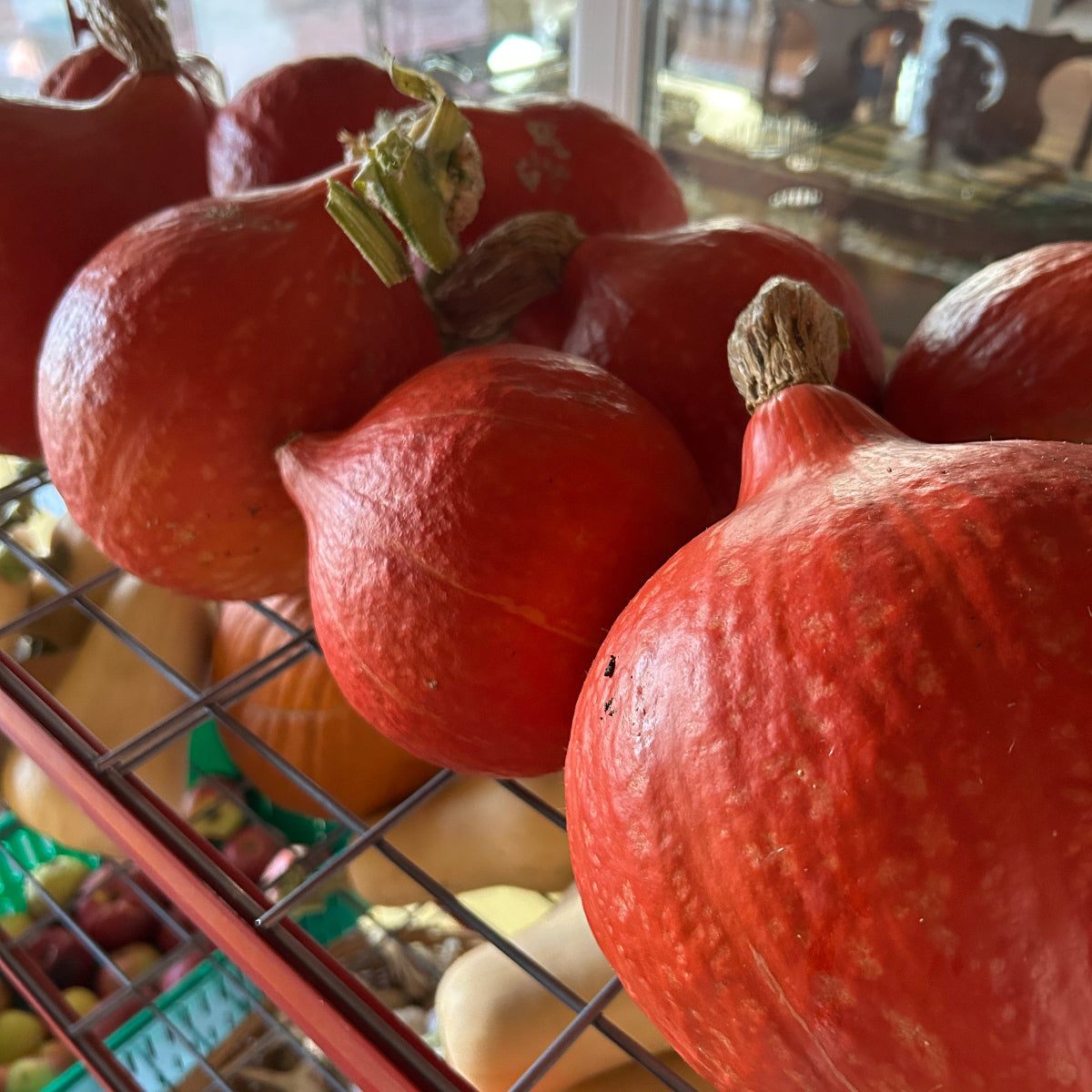 Red Kuri Kabocha Winter Squash Garden Start