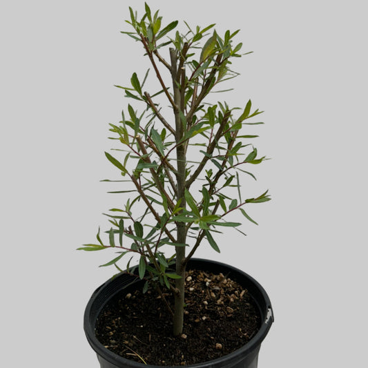 Dwarf Arctic Willow Small Tree