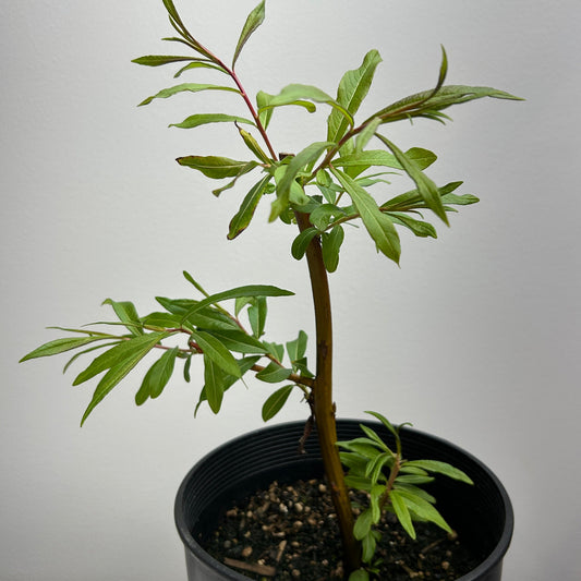 Dragontail | Fantail Willow Small Tree