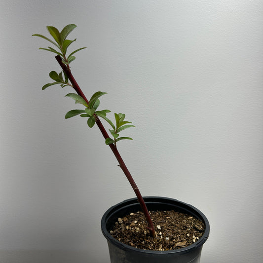 Mount Aso Willow Small Tree