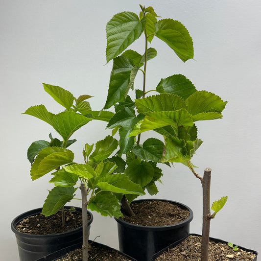 Galicija Mulberry Small Tree