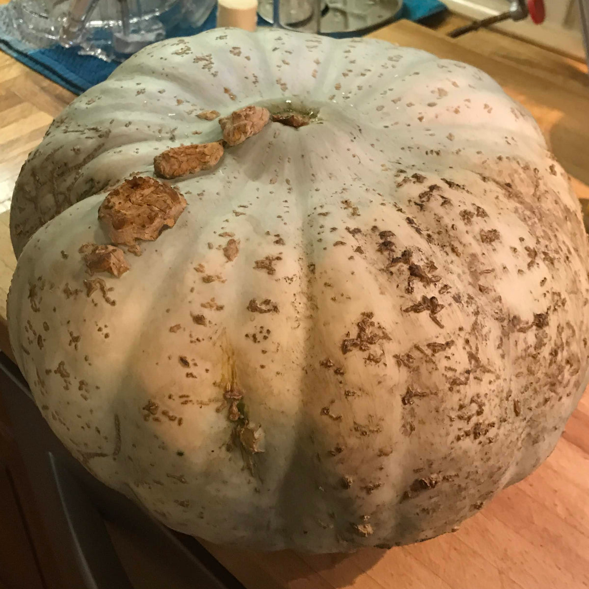 Sweet Meat Winter Squash Garden Start