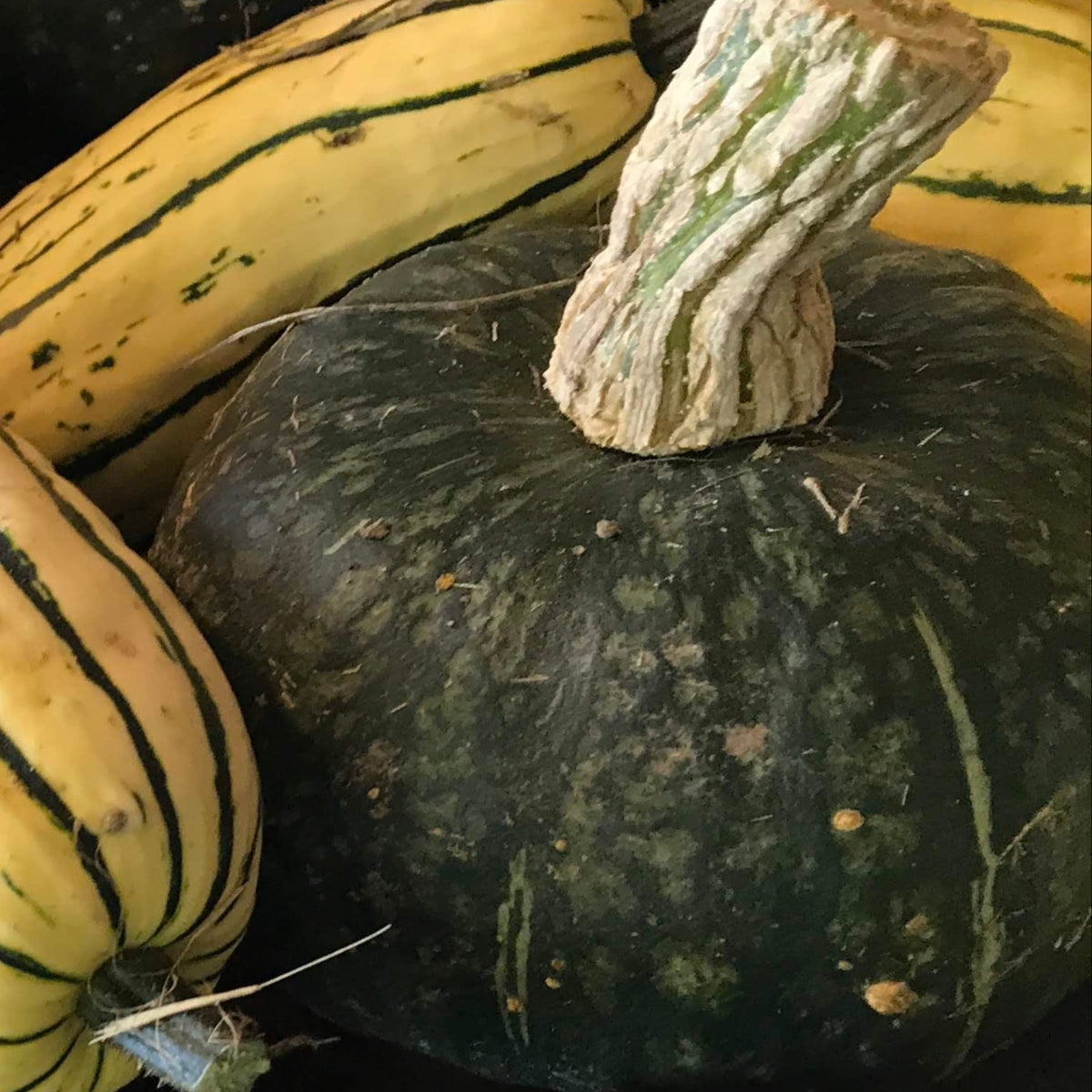 Burgess Buttercup Winter Squash Garden Start
