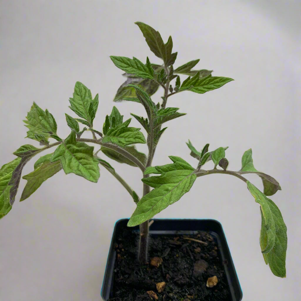 Jaune Flamme Tomato Garden Start