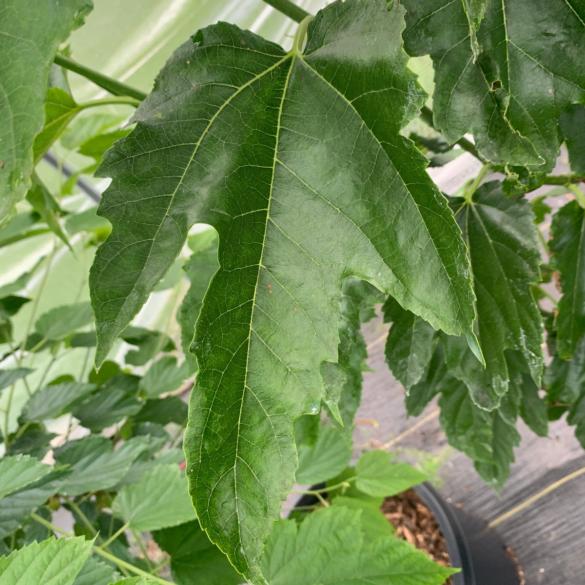 Maple Leaf Mulberry Small Tree