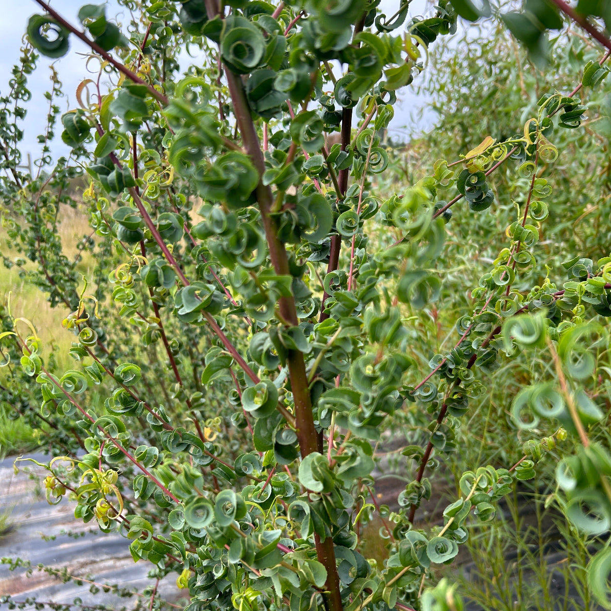 Ramshorn Willow Small Tree