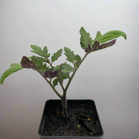 Siletz Tomato Garden Start