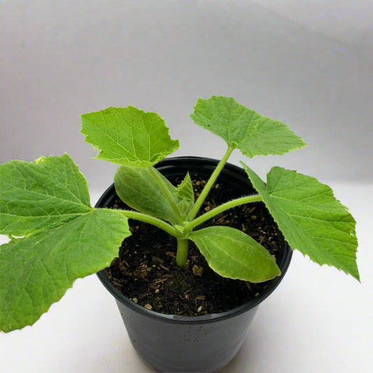 Burgess Buttercup Winter Squash Garden Start