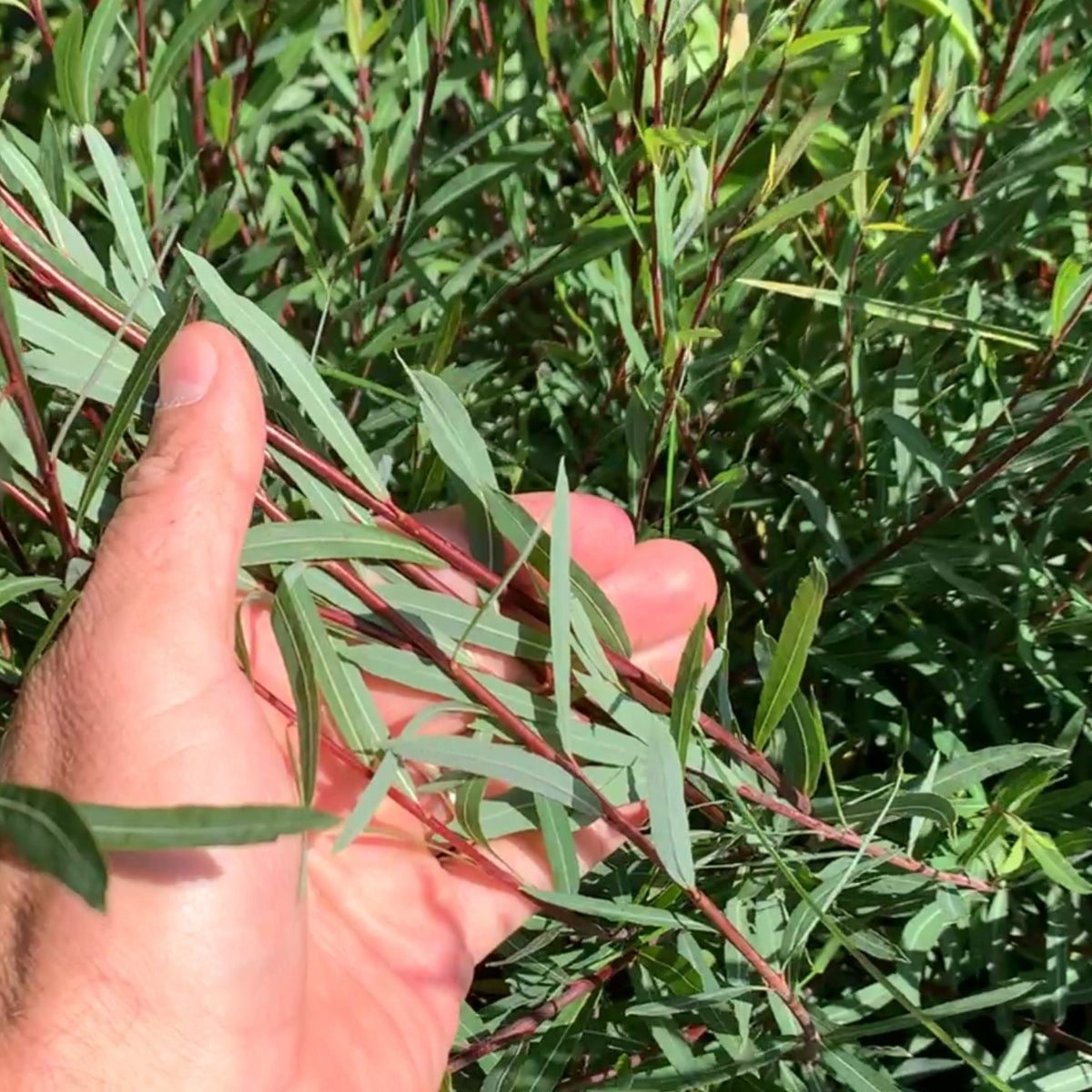 Dwarf Arctic Willow Small Tree