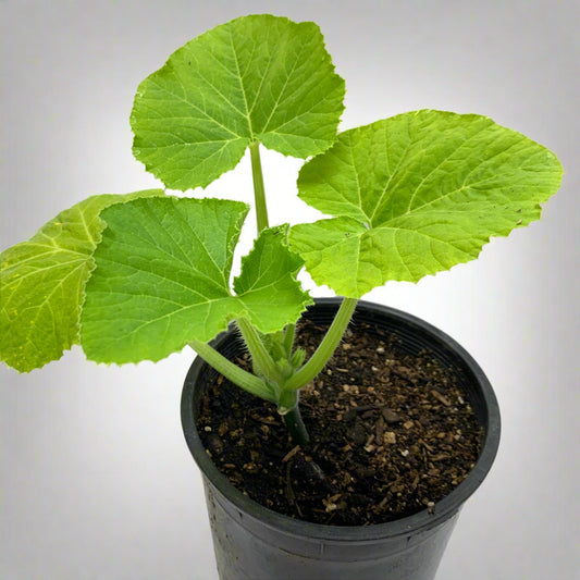 Sunburst Patty Pan Summer Squash Garden Start