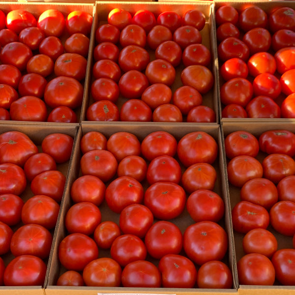 Siletz Tomato Garden Start