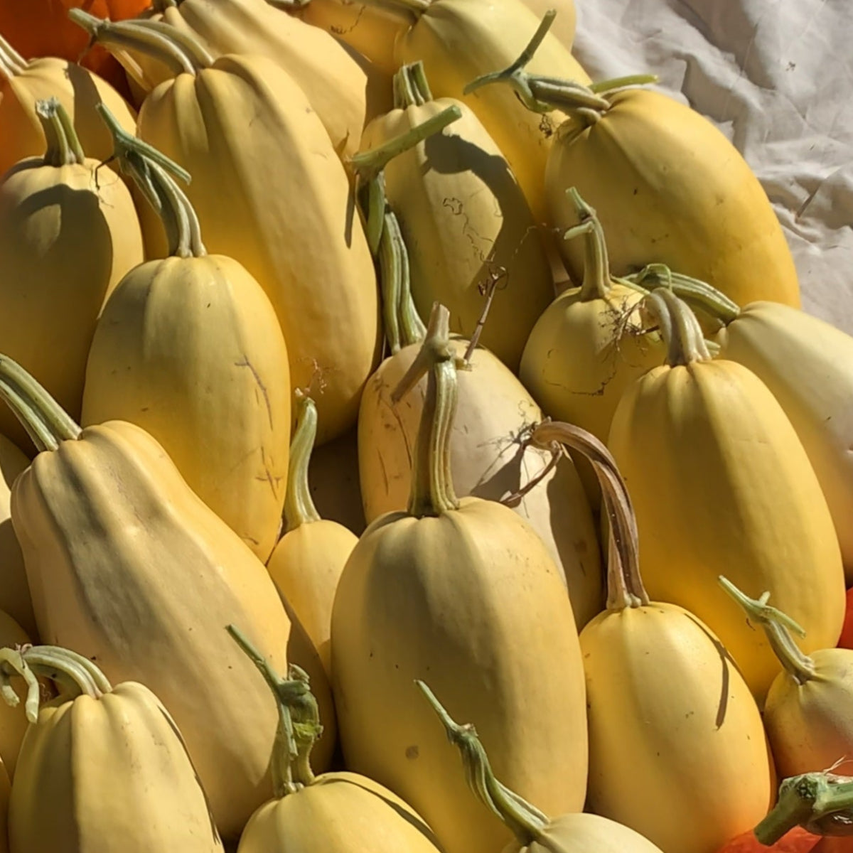 Spaghetti Winter Squash Garden Start