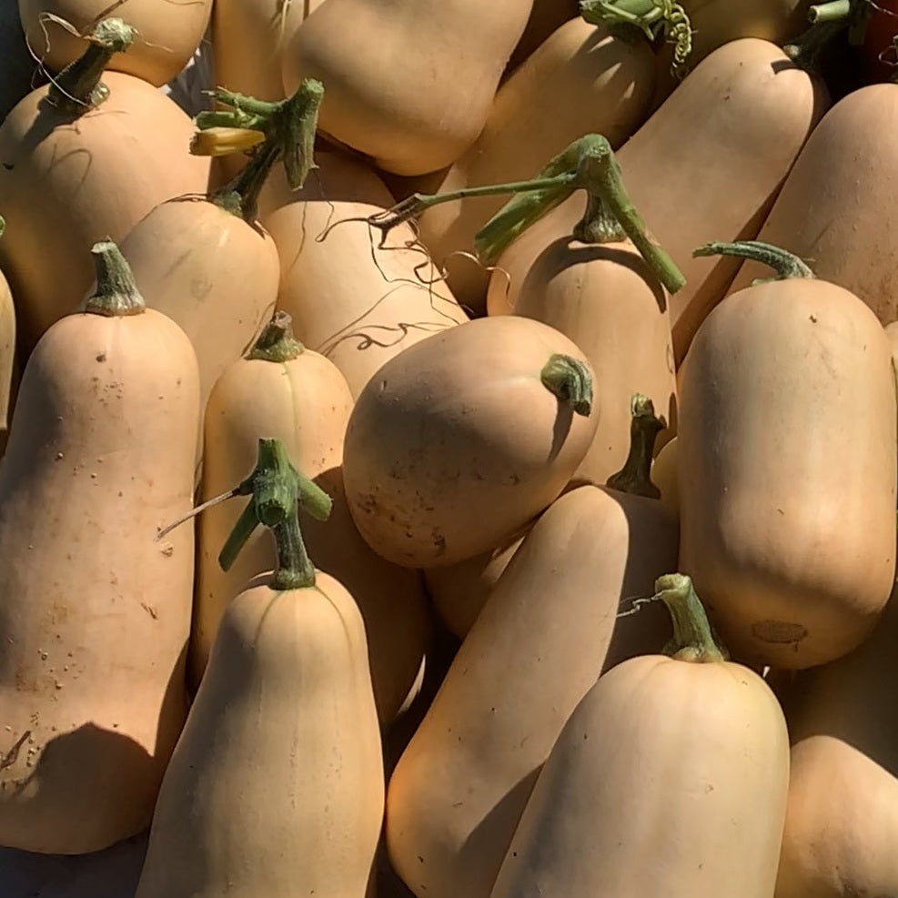 Waltham Butternut Winter Squash Garden Start