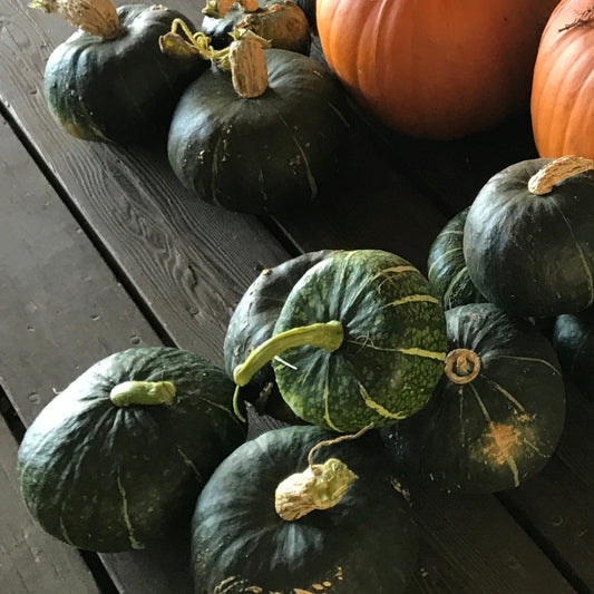Burgess Buttercup Winter Squash Garden Start