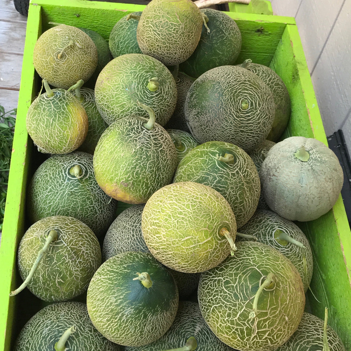 Arava Melon Garden Start