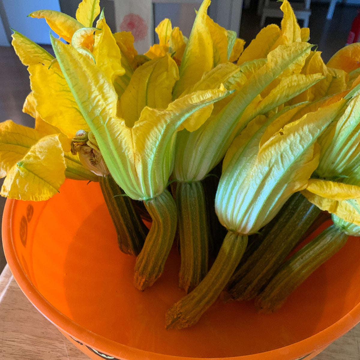 Italian Ribbed Zucchini Summer Squash Garden Start