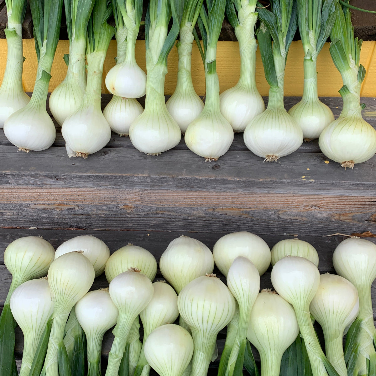 Walla Walla Sweet Onion Garden Starts