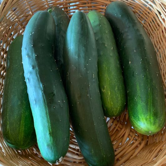 Marketmore 76 Cucumber Garden Start