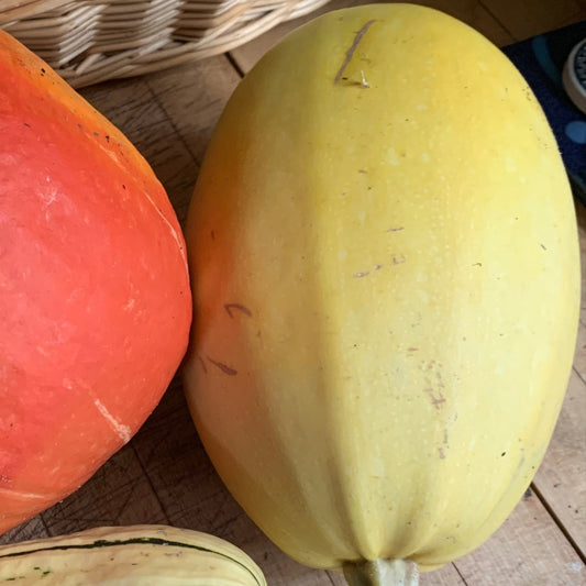 Spaghetti Winter Squash Garden Start