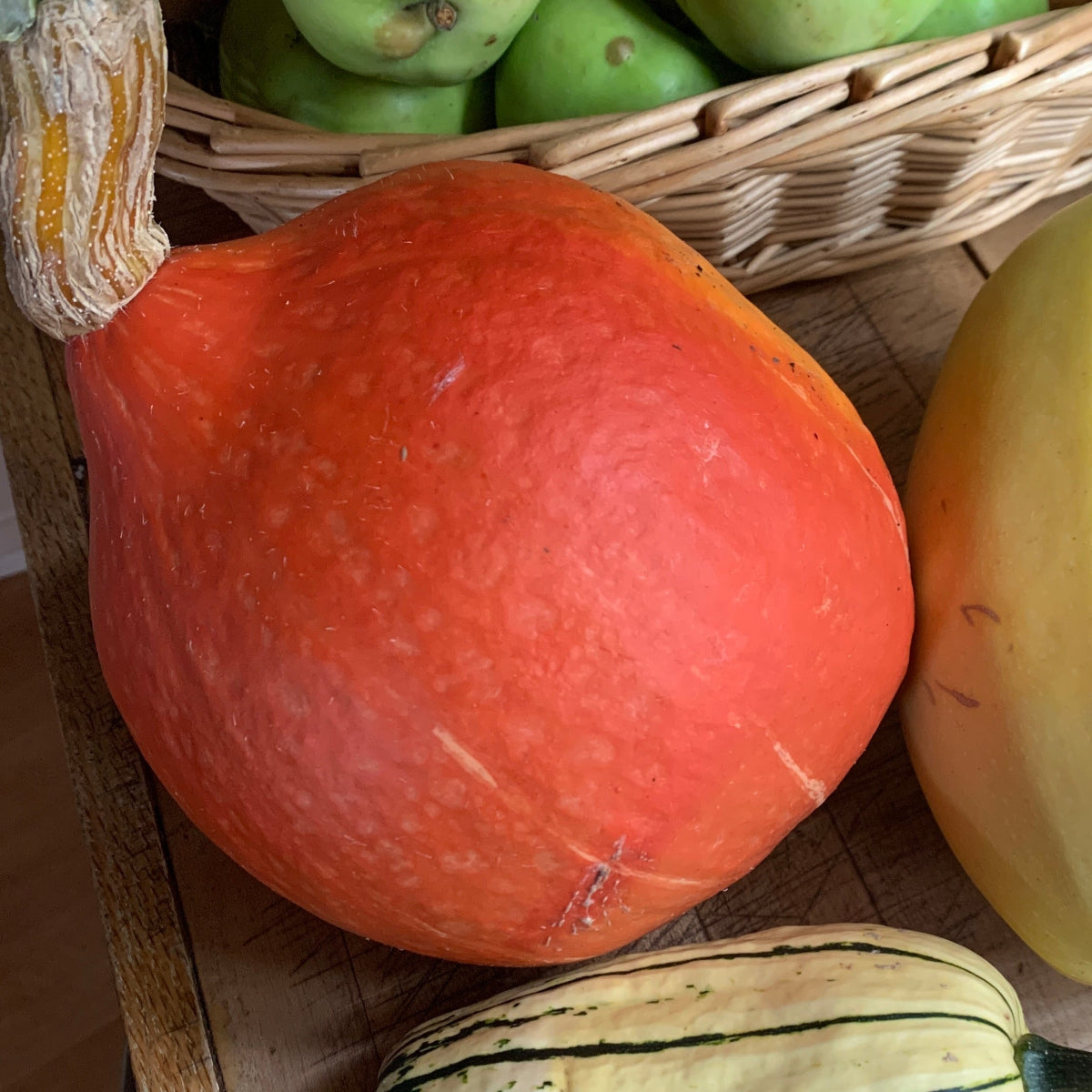 Red Kuri Kabocha Winter Squash Garden Start