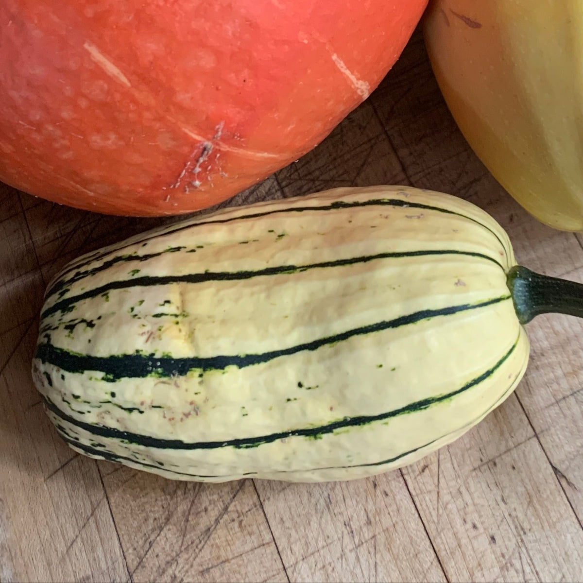 Delicata Winter Squash Garden Start