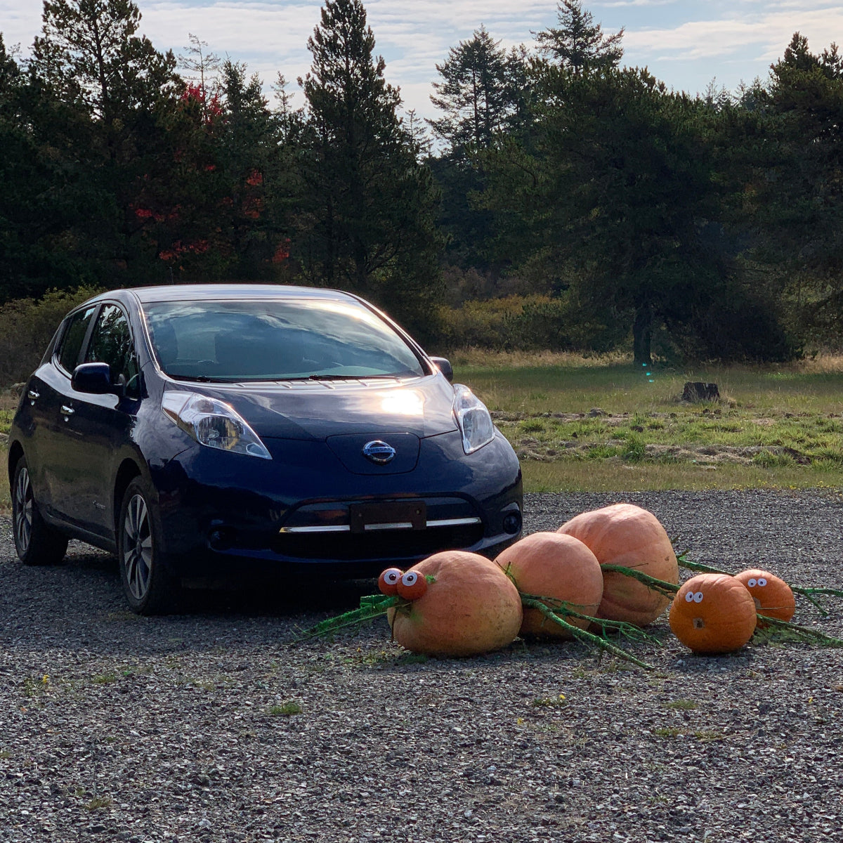 Atlantic Giant Pumpkin Garden Start