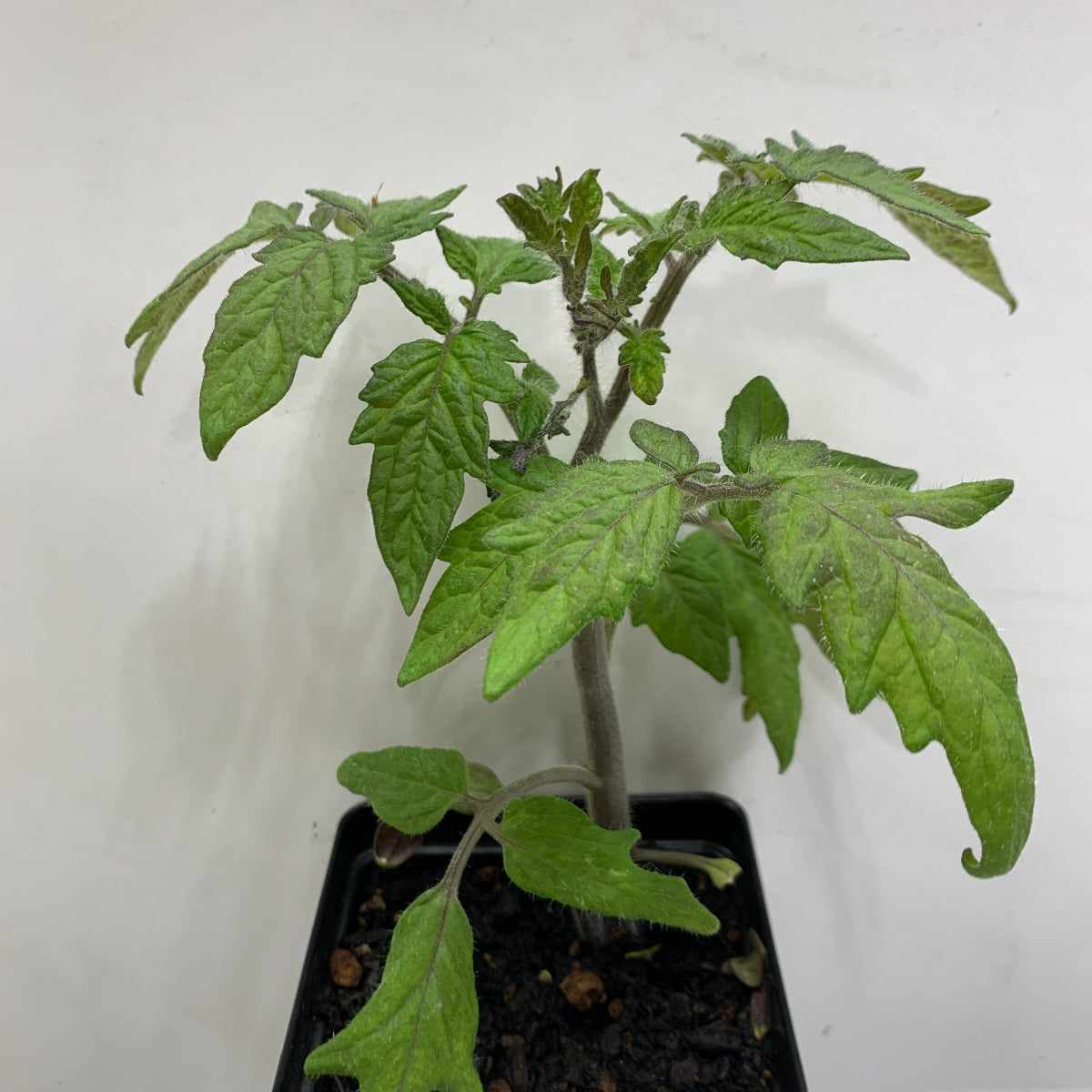 Amber Tomato Garden Start