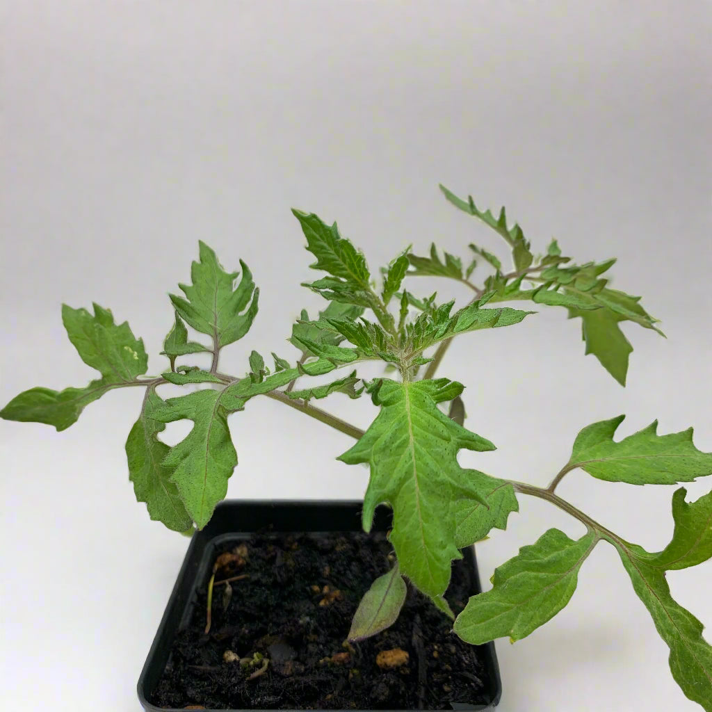 Blush Tomato Garden Start