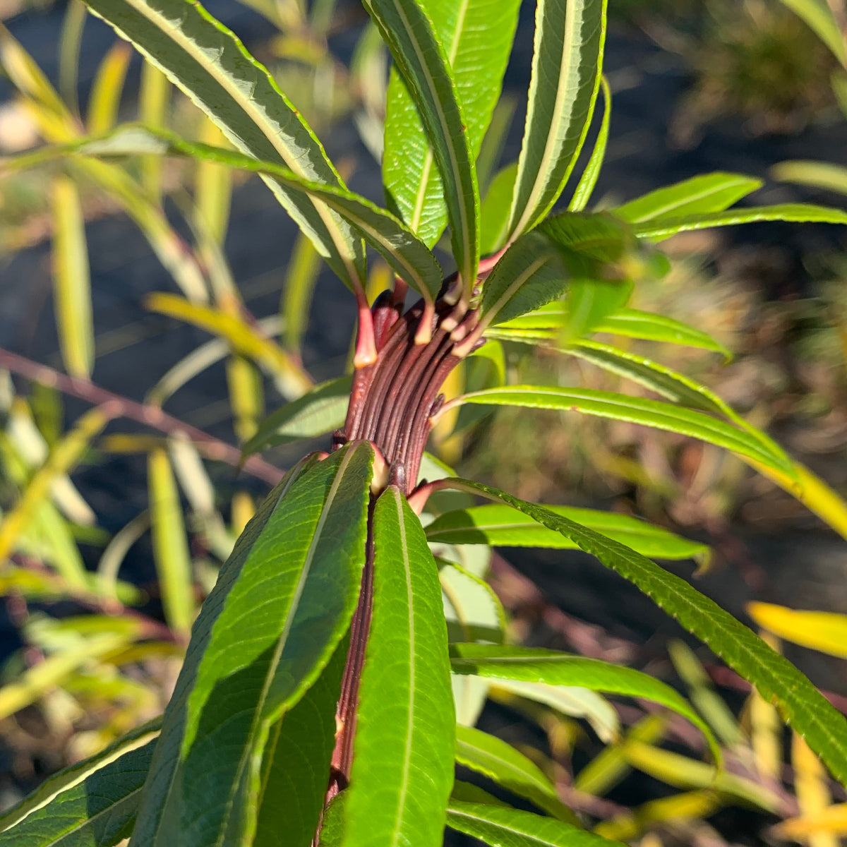 Dragontail | Fantail Willow Small Tree