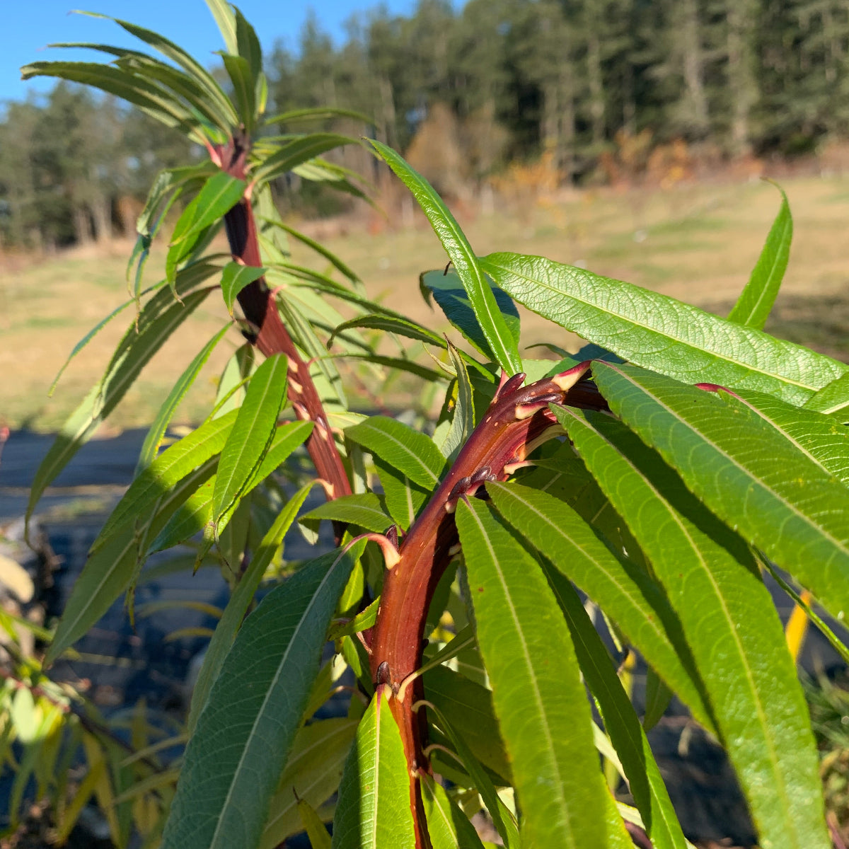 Dragontail | Fantail Willow Small Tree