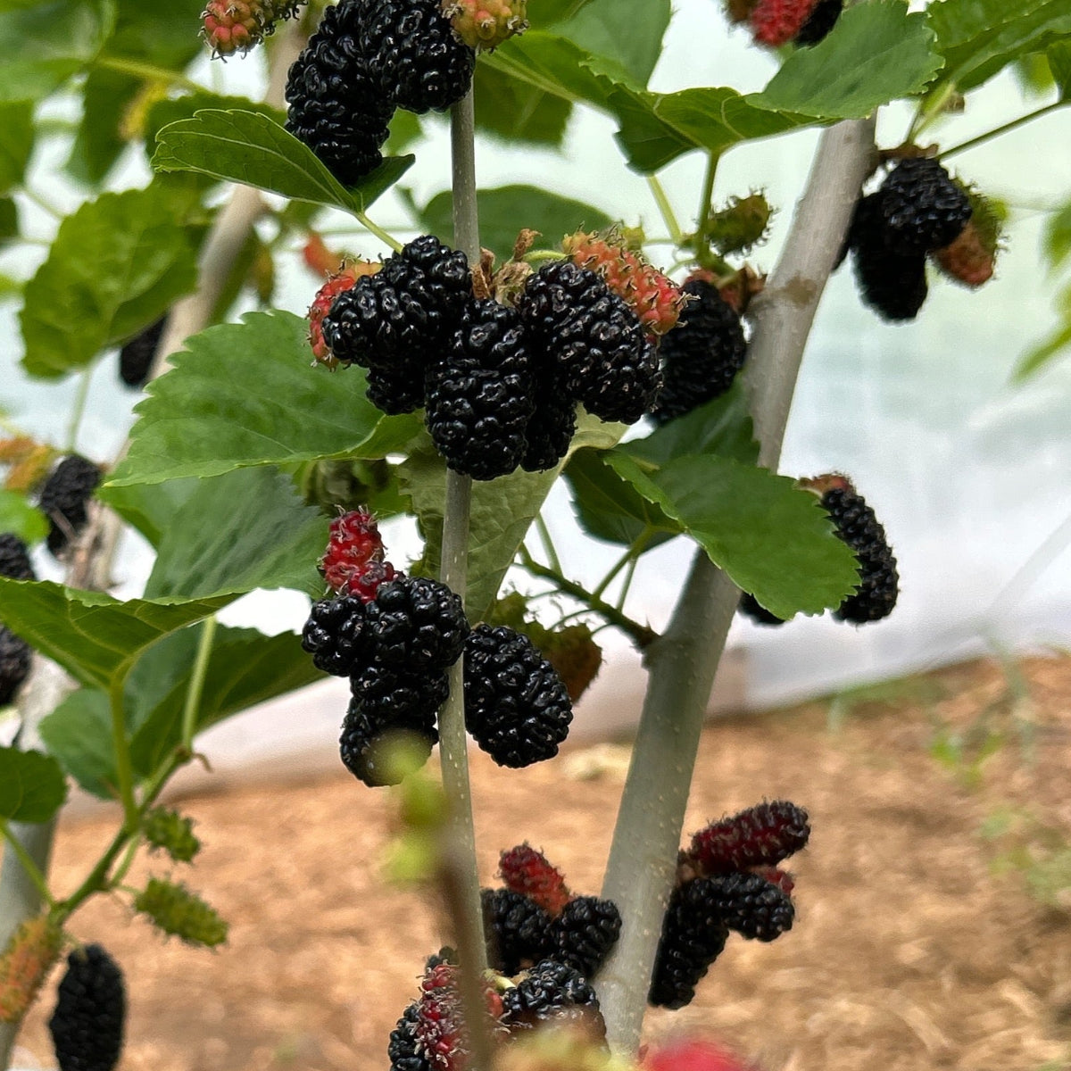 Galicija Mulberry Small Tree