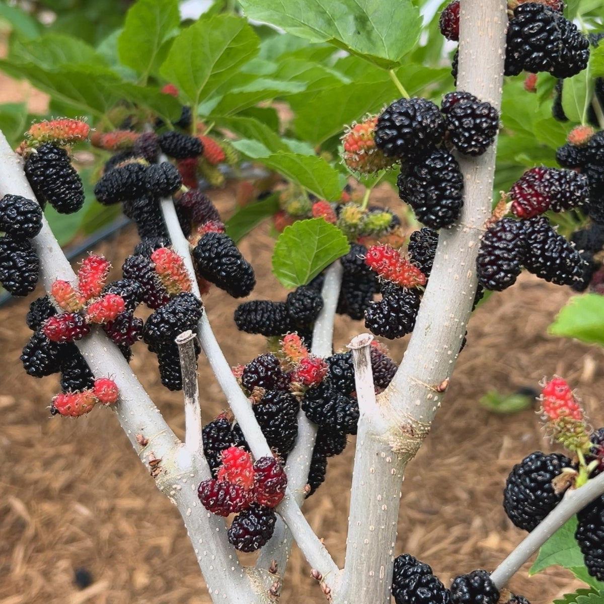 Galicija Mulberry Small Tree