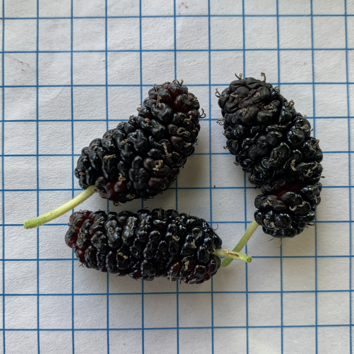 Galicija Mulberry Small Tree