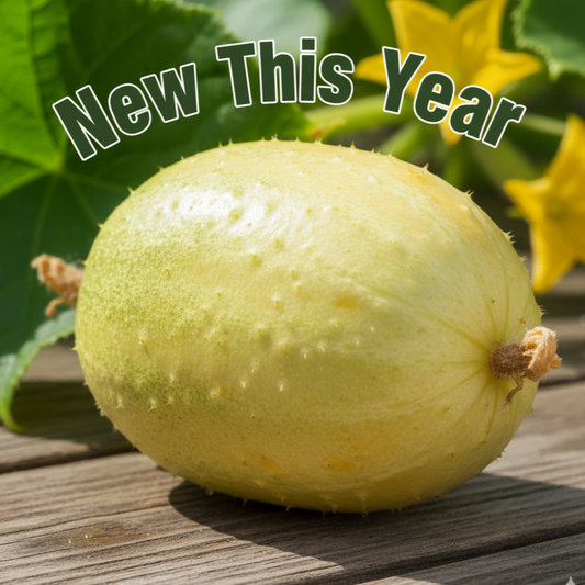 Lemon Cucumber Garden Start