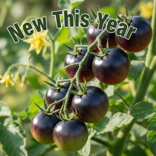 Indigo Blue Berries Cherry Tomato