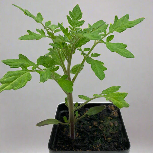 Gold Nugget Cherry Tomato