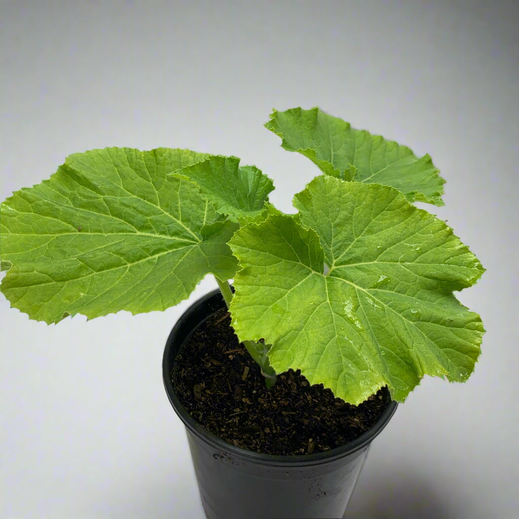 Howden Pumpkin Garden Start