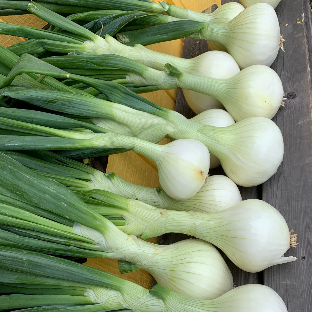 Walla Walla Sweet Onion Garden Starts