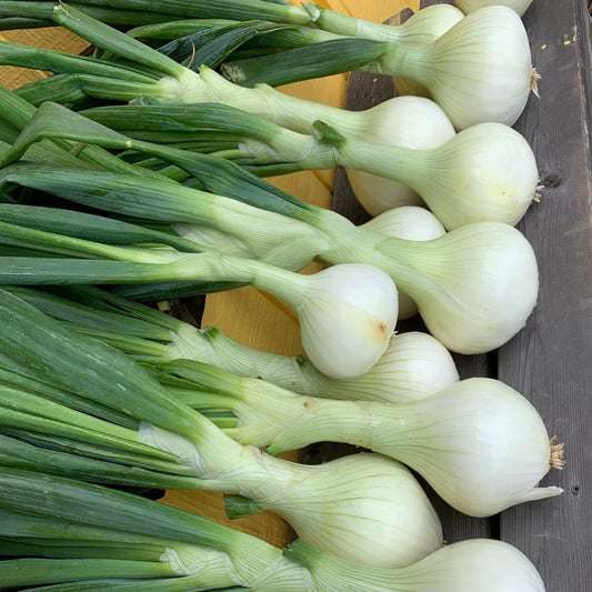Walla Walla Sweet Onion Garden Starts