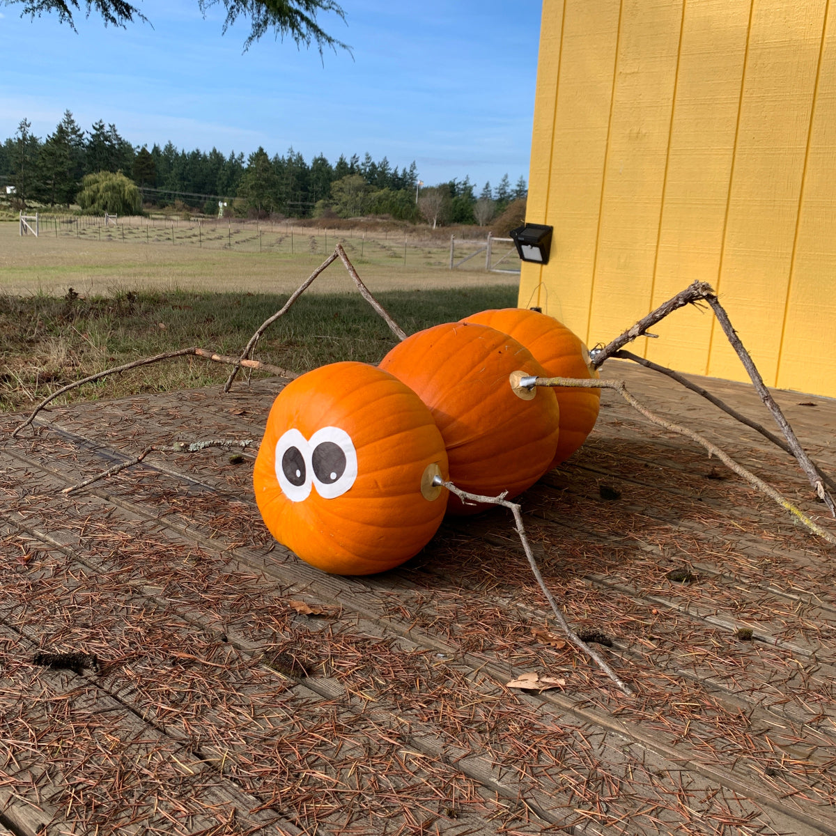 Howden Pumpkin Garden Start