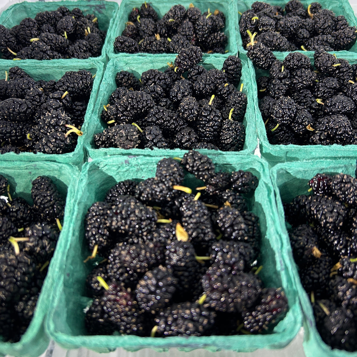 Galicija Mulberry Small Tree